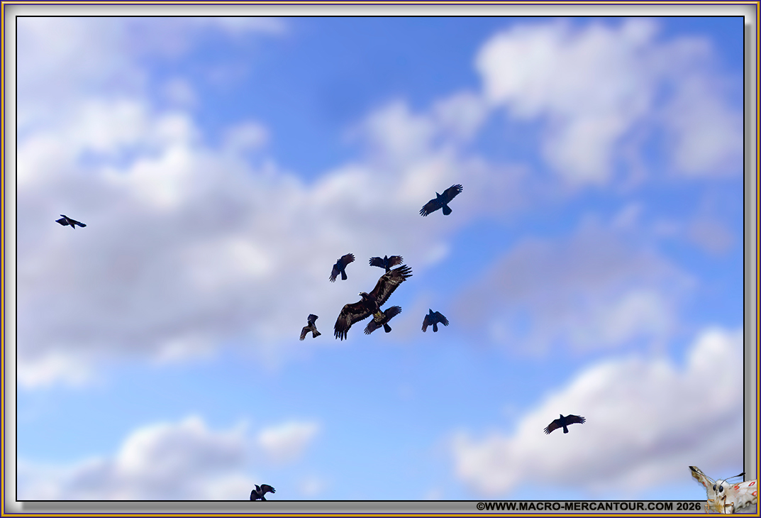 BUSE variable 
